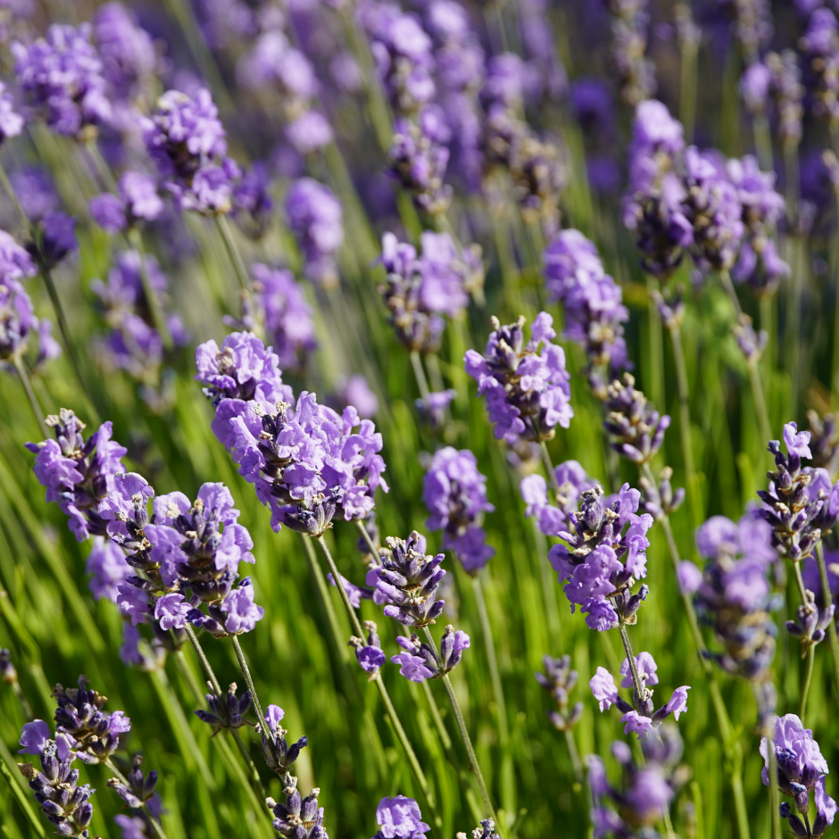 Lavender & Citrus