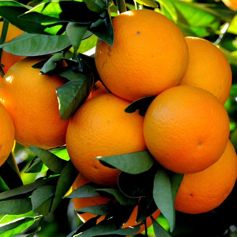 Sweet Orange & Cedarwood